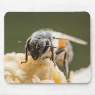 Mousepad Close de uma abelha em uma colmeia
