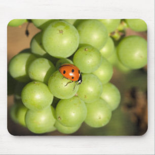 Mousepad Close de uma joaninha em uvas verdes Pinot Noir