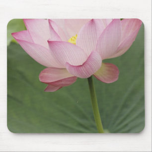 Mousepad Close of Lotus flower, Nelumbo nucifera),