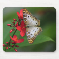 Close up da borboleta branca