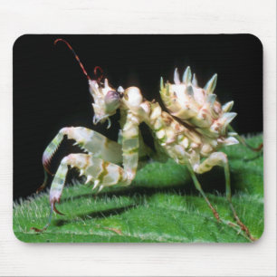 Mousepad Close-Up da Louva-a-Deus Hottentot