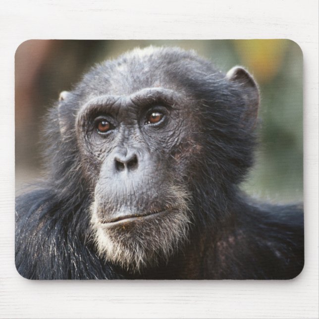 Mousepad Close-up de chimpanzé macho (Frente)