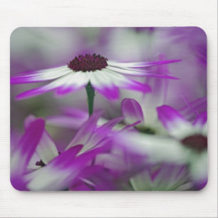 Mousepad Close-up de flor roxa, Jardim Keukenhof,