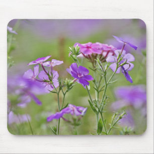 Mousepad Close-up de Phlox Drummond, Phlox drummondi, 2