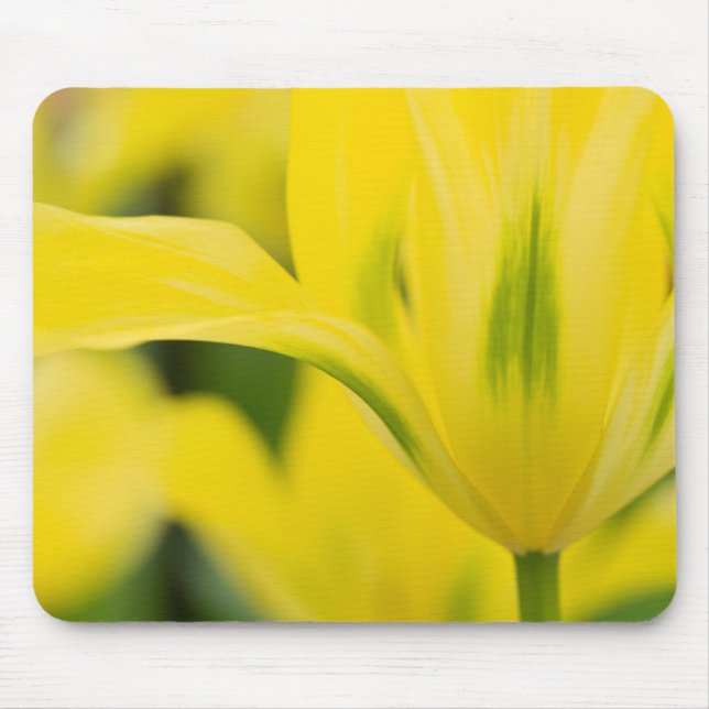 Mousepad Close-up de tulipa 2 (Frente)