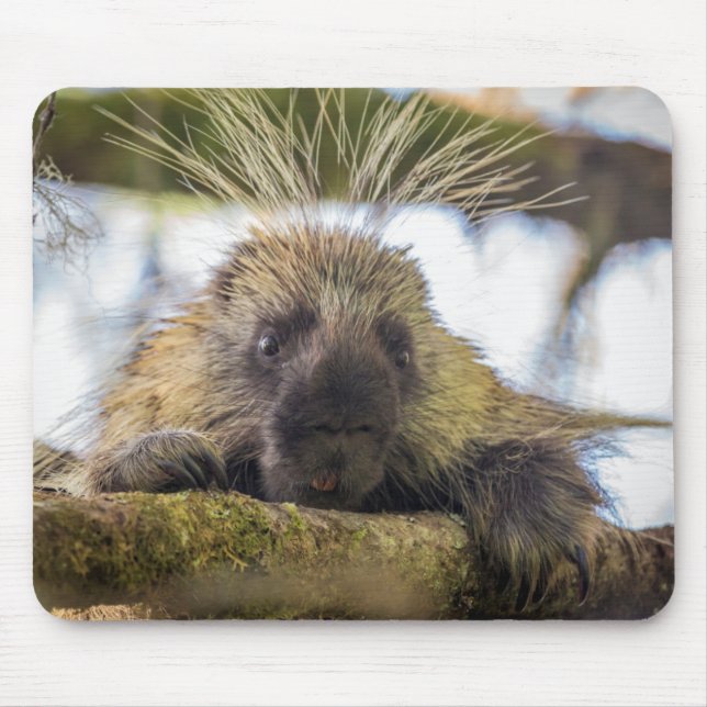 Mousepad Close-up de um porco-espinho em uma árvore (Frente)