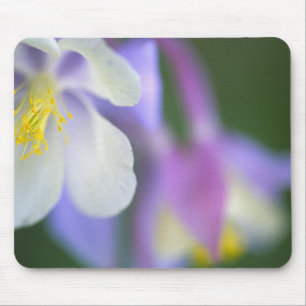 Mousepad Closeup da flor Columbine do Colorado.
