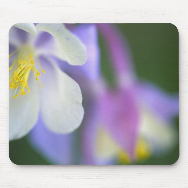 Mousepad Closeup da flor Columbine do Colorado. (Frente)