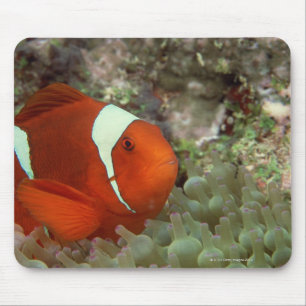 Mousepad Clownfish 2