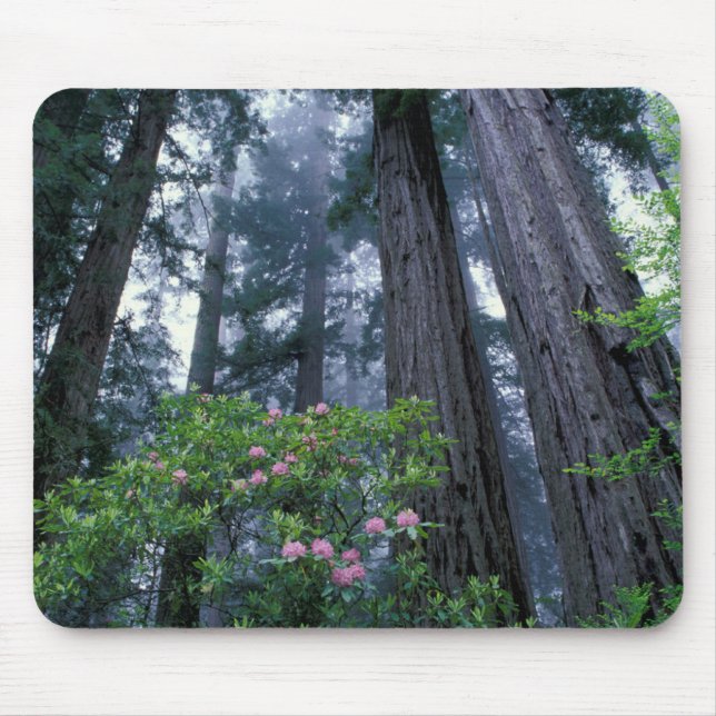 Mousepad Coast Redwoods and Rhododendrons (Frente)