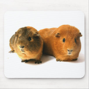 Mousepad cobaia bonito