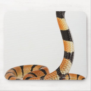 Mousepad Cobra coral africano (lubricus do Aspidelaps)