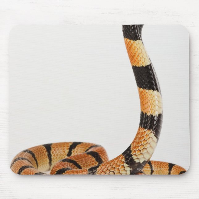 Mousepad Cobra de coral africano (Aspidelaps lubricus) (Frente)