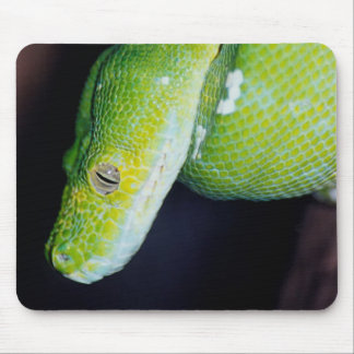 Mousepad Cobras em um tapete do rato