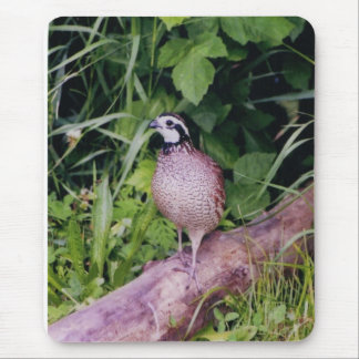 Mousepad Codornizes do norte