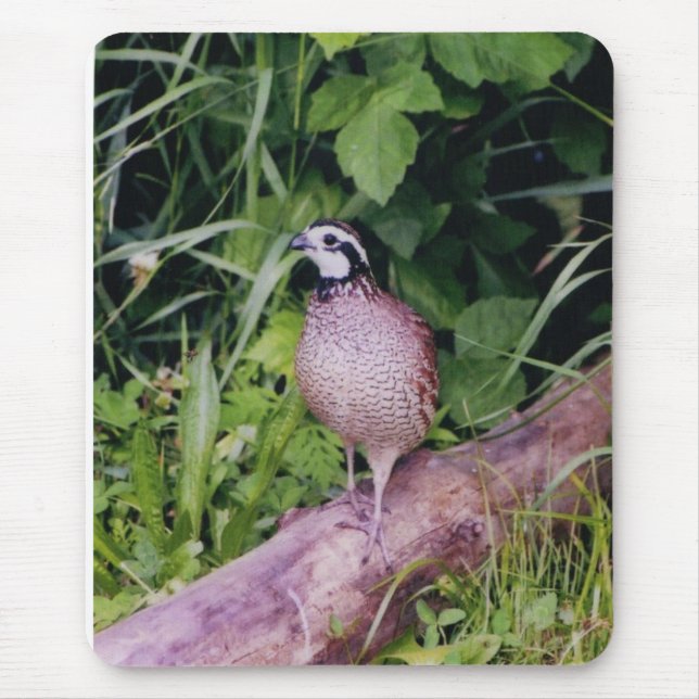 Mousepad Codornizes do norte (Frente)
