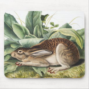 Mousepad Coelho da lebre de cauda negra (Lepus negricaudatu