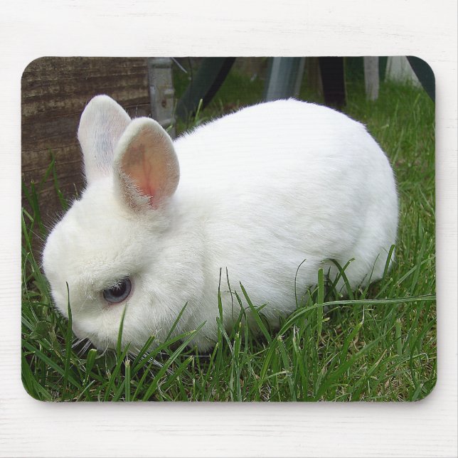 Mousepad Coelho de arminho (Frente)