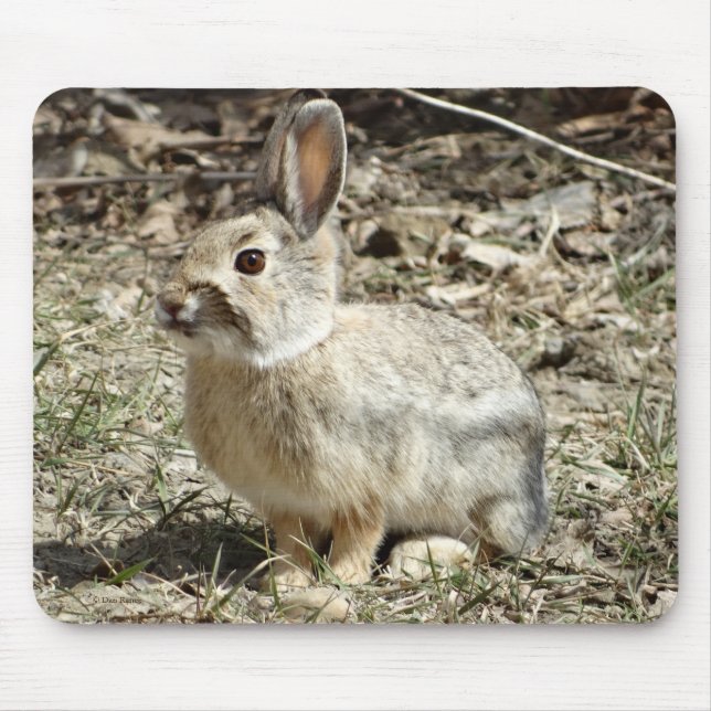 Mousepad Coelho de coelho R24 (Frente)