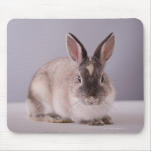 Mousepad coelho, fundo simples, animal, mesa branca,