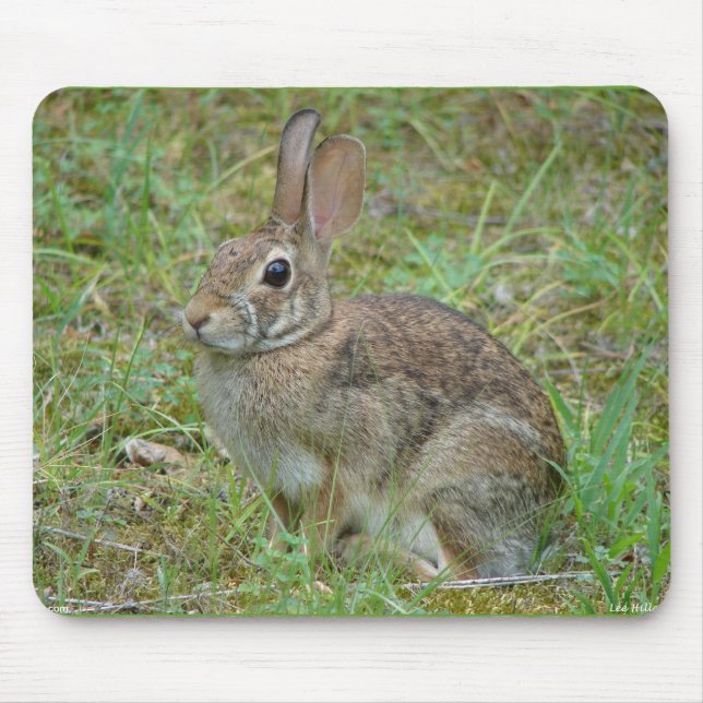 Mousepad Coelho Selvagem do Leste II Vestuário & Presentes (Frente)