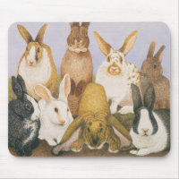 Coelhos afortunados
