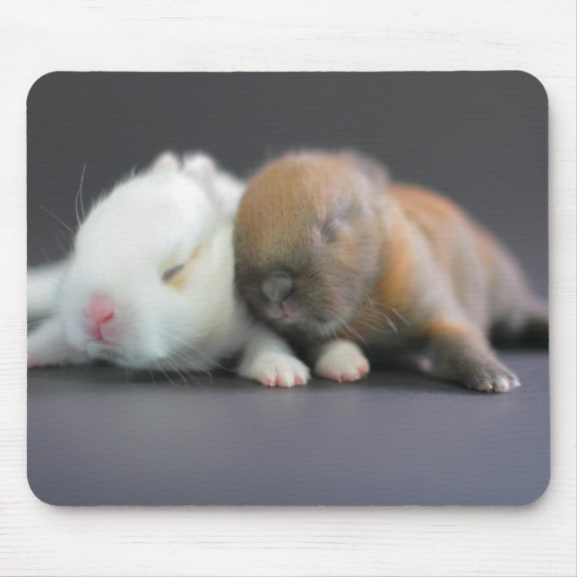 Mousepad Coelhos do anão de Netherland (Frente)