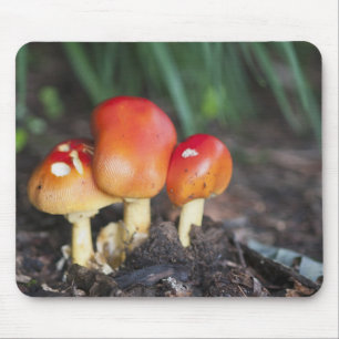 Mousepad cogumelo da família Amanita