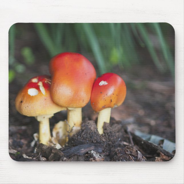 Mousepad Cogumelos da família Amanita (Frente)