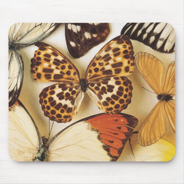 Mousepad Coleção de borboletas (Frente)