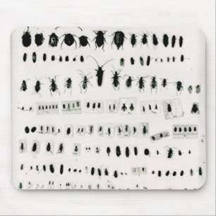 Mousepad Coleção do inseto de Darwin