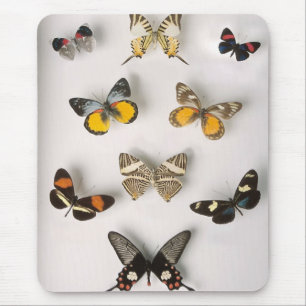 Mousepad Coleção impressionante da borboleta