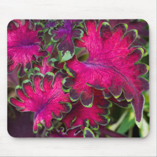 Mousepad Coleus Macro