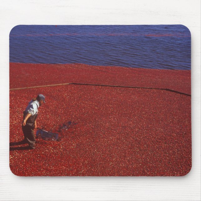 Mousepad Colheita de Cranberry, Middleboro, MA, EUA (Frente)