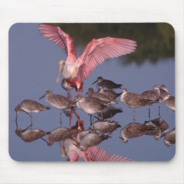 Mousepad Colhereiro-rosado com maçaricos-de-bico-fino em ág (Frente)
