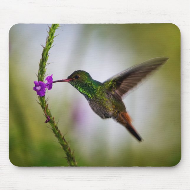 Mousepad colibri (Frente)