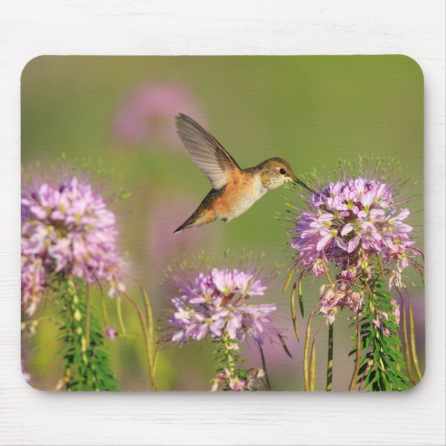 Mousepad Colibri e Wildflowers (Frente)