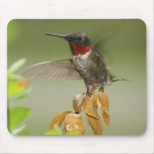 Mousepad Colibri impressionante