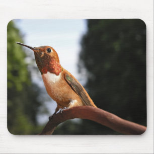 Mousepad Colibri Rufous masculino conservado em estoque -
