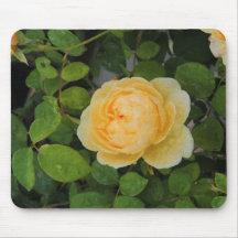 Colírio na Rosa Amarela