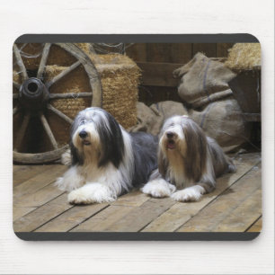 Mousepad Collie farpado