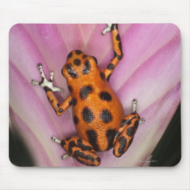 Mousepad Colon Isle Dart Sapo, Oophaga bomilio (Frente)