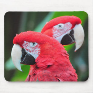 Mousepad Colorful macaw parrots poster