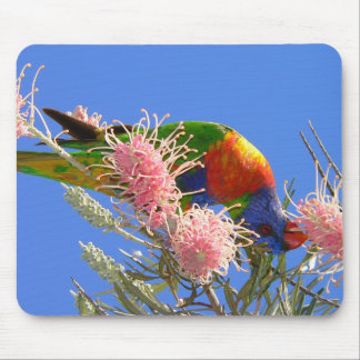 Mousepad Colorido Lorikeet Arco-íris Comendo Néctar
