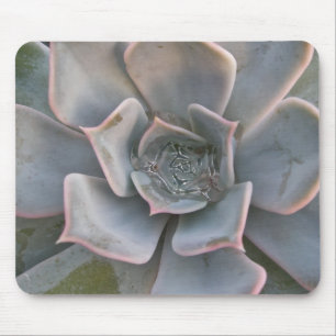Mousepad Colorido Suculente #1