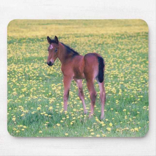 Mousepad Colt no Campo de Dandelion (Frente)