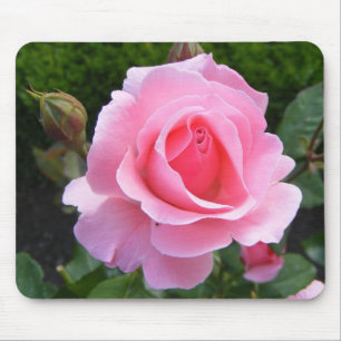 Mousepad com linda rosa rosa rosa