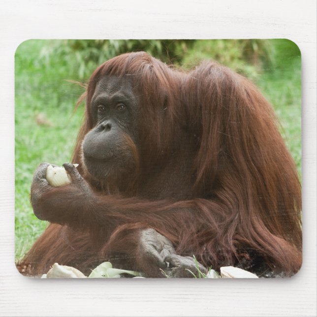 Mousepad Comendo Orangutan (Frente)