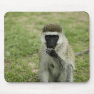 Mousepad Comida de macaco-vervet, África