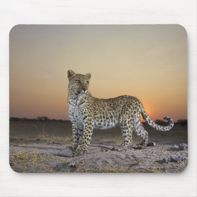 Mousepad Comprimento do cheio do leopardo (Panthera pardus) (Frente)
